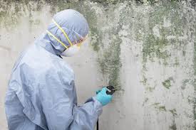  Beverly Hills, CA Mold Prevention & Removal Pros